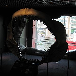 Megaladon Jaws