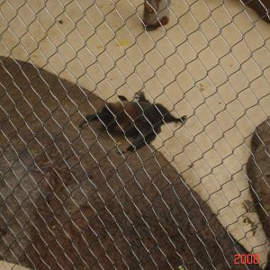 Rare Animal Conservation Center-Egyptian Fruit Bat