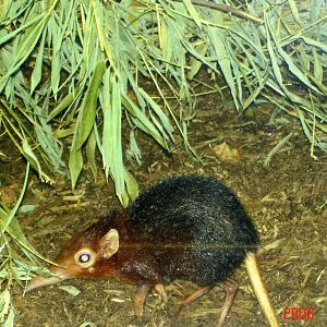 Rare Animal Conservation Center-Elephant Shrew