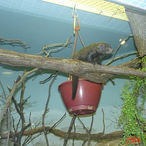 Rare Animal Conservation Center-Mongoose