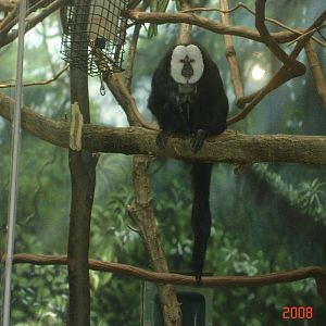 Rare Animal Conservation Center-Saki Monkey