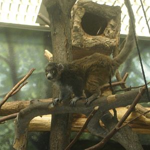Rare Animal Conservation Center-Mongoose Lemur