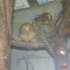 Rare Animal Conservation Center-Pygmy Marmosets