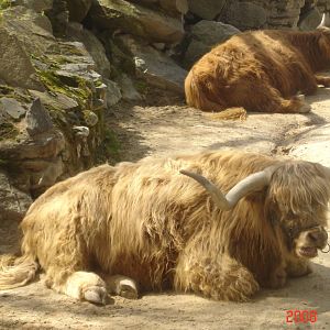 Scottish Highland Cattle