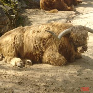 Scottish Highland Cattle