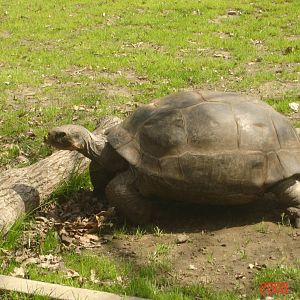 Tortoise Trail-Aldabra Giant Tortoise