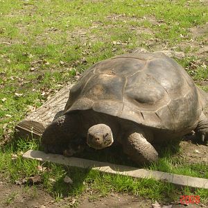 Tortoie Trail-Aldabra Giant Tortoise