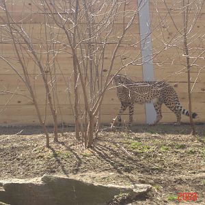 African Plains-Cheetah