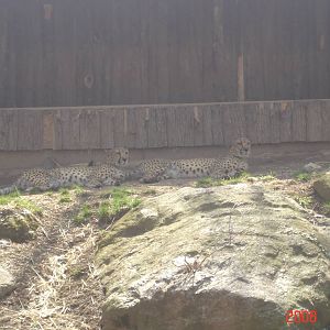 African Plains-Cheetahs