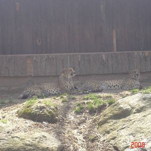 African Plains-Cheetahs