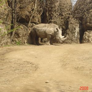 African Plains-White Rhinoceros
