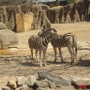 African Plains-Common Zebras