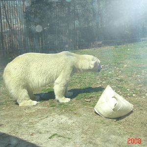 Bear Country-Polar Bear
