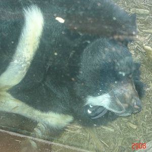 Bear Country-Asian Black Bear