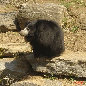 Bear Country-Sloth Bear