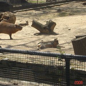 Capybara and Patagonian Cavy