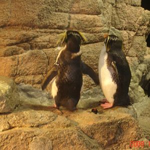Rockhopper Penguins