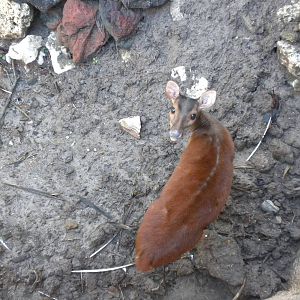 Central American Red Brocket