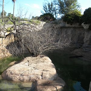 Sea Lion pool