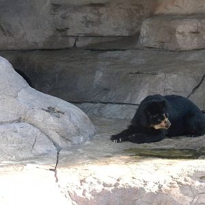 Spectacled Bear