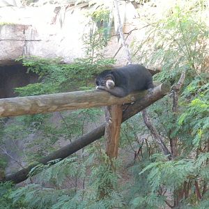 Sun Bear