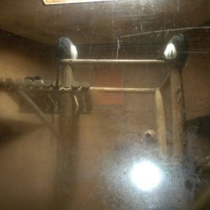 Angolan Colobus Monkeys