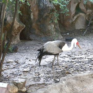 Wattled Crane