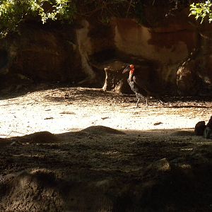 Ground Hornbill