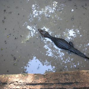Cuvier's Dwarf Caiman