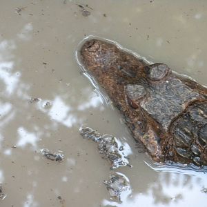 Cuvier's Dwarf Caiman