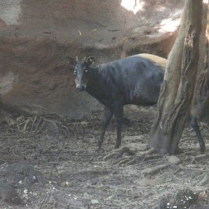 Yellow-Backed Duiker