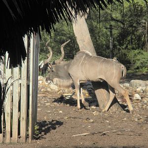 Southern Greater Kudu