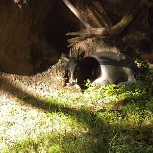 Jentink's Duiker