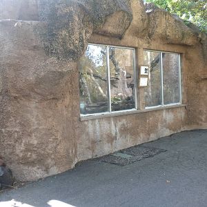 Black and White Ruffed Lemur exhibit
