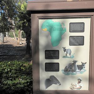 Jentink's Duiker sign