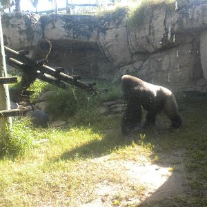Gorilla