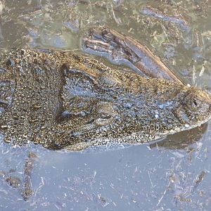Cuban Crocodile
