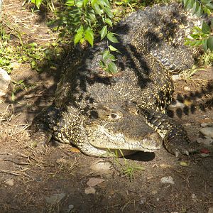 Cuban Crocodile