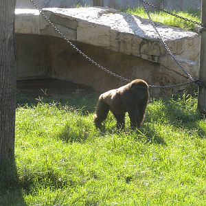 Gorilla