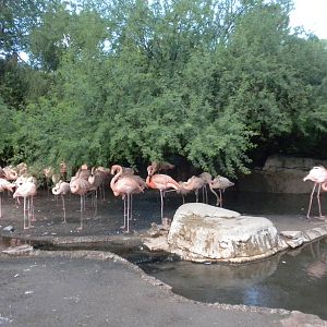 Flamingos