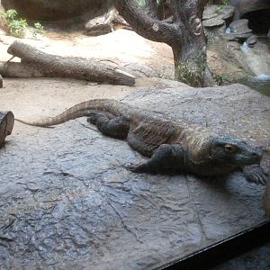 Komodo Dragon
