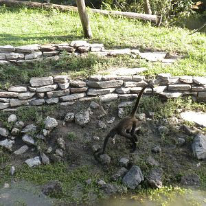 Mexican Spider Monkey