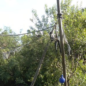 Mexican Spider Monkey