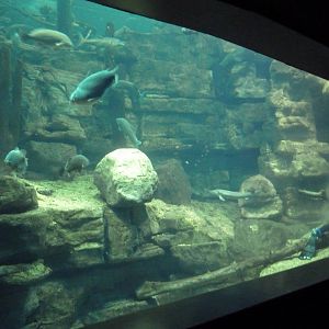 Tennessee Rivers Gallery