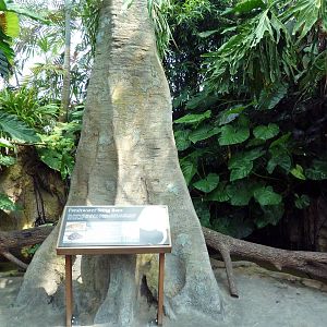 Tropical Cove - Stingray Exhibit