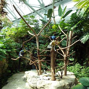 Tropical Cove - Hyacinth Macaw Exhibit