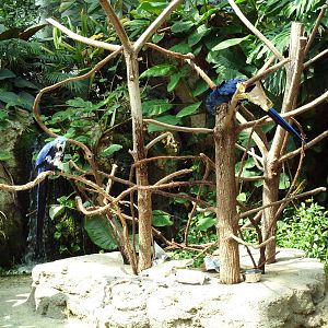 Tropical Cove - Hyacinth Macaw Exhibit