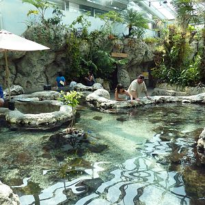 Tropical Cove - Stingray/Shark Touch Tank