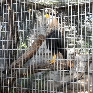 Crester caracara