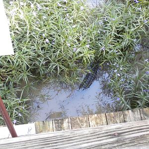 Philippine Crocodile